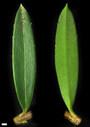 Veronica diosmifolia. Leaf surfaces, adaxial (left) and abaxial (right). Scale = 1 mm.
 Image: P.J. Garnock-Jones © P.J. Garnock-Jones CC-BY-NC 3.0 NZ